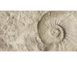 Badrückwand mySPOTTI aqua Fossil 90x45 cm
