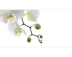 Badrückwand mySPOTTI aqua Orchidee phala 90x45 cm