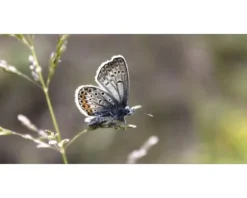 Badrückwand mySPOTTI aqua Schmetterling 90x45 cm